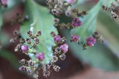 Euphorbia vajravelui